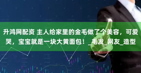 升鸿网配资 主人给家里的金毛做了个美容，可爱哭，宝宝就是一块大黄面包！_毛发_网友_造型