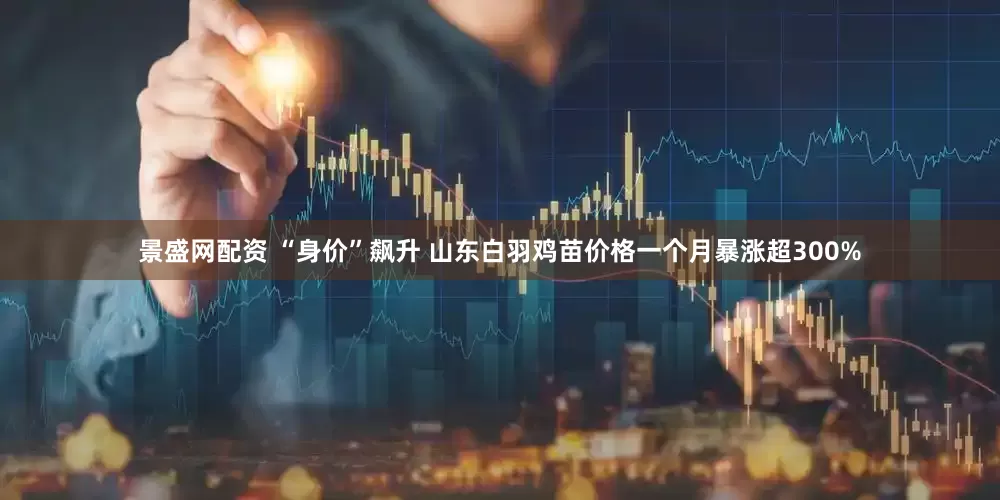 景盛网配资 “身价”飙升 山东白羽鸡苗价格一个月暴涨超300%