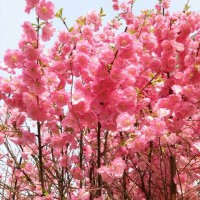 供應(yīng)專業(yè)桃花苗 玉林桃花樹