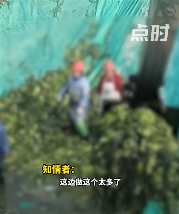 四川一地再現(xiàn)土坑酸菜 工人用腳踩 網(wǎng)友無奈：眼不見為凈