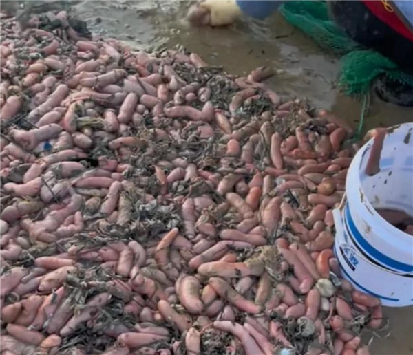 大海送“年貨”,！煙臺海邊再現(xiàn)大量海腸 大家搶瘋：有人一會撈3千斤賺大