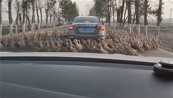 哭笑不得：轎車(chē)被群鴨團(tuán)團(tuán)圍住 一動(dòng)不敢動(dòng)