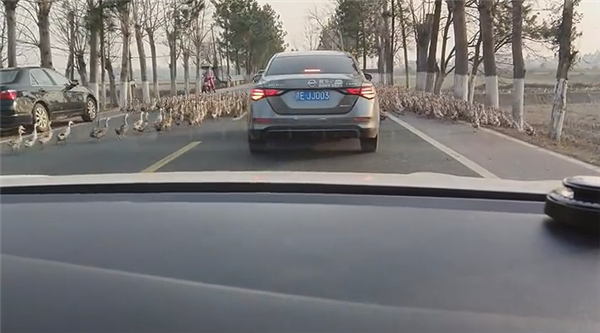 哭笑不得：轎車(chē)被群鴨團(tuán)團(tuán)圍住 一動(dòng)不敢動(dòng)