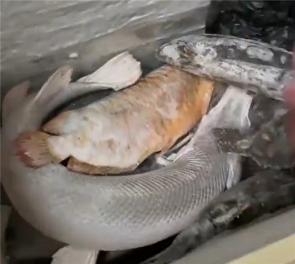 價(jià)值百萬,！男子囤7冰柜養(yǎng)死的名貴魚 網(wǎng)友：不用換水了