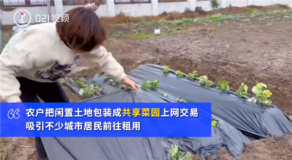 上海掀起租地種菜熱 1500元一年：鍛煉身體有成就感 一畝地凈賺上萬(wàn)