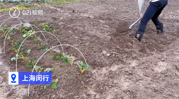 上海掀起租地種菜熱 1500元一年：鍛煉身體有成就感 一畝地凈賺上萬(wàn)