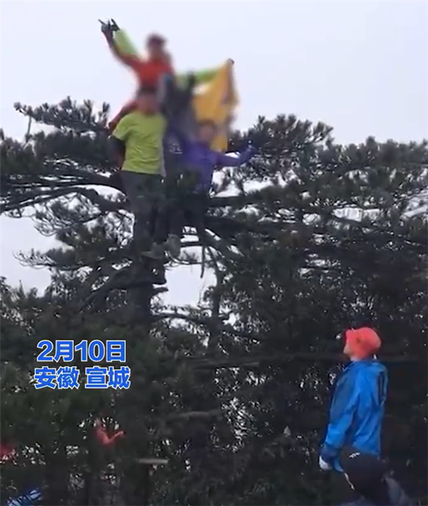 大爺大媽景區(qū)爬松樹站樹頂拍照 景區(qū)稱出事不負責！網友被嚇到