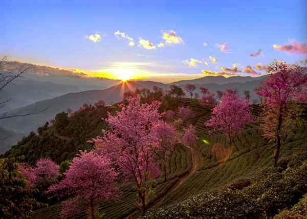 網(wǎng)紅團隊狂搖杭州百年櫻花樹,！公司火速致歉： 愿承擔(dān)一切損失