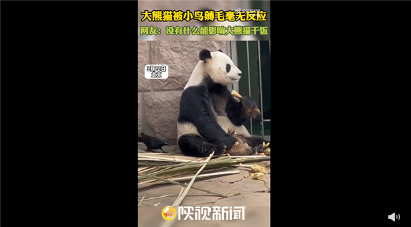 大熊貓被小鳥薅毛毫無反應(yīng)淡定干飯 網(wǎng)友笑談：任你薅我不動如山