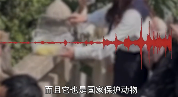 女子給猴子喂食被掌摑 景區(qū)回應(yīng)：含保險(xiǎn),、打疫苗可理賠