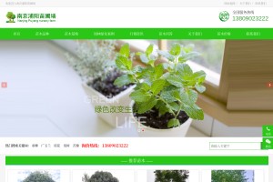 廣玉蘭小苗